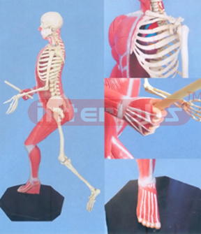 168 CM TALL, LEFT SKELETON & RIGHT MUSCULAR TORSO SPORT -TYPE